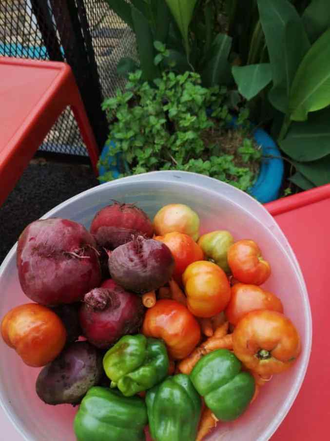 Our Garden (5)