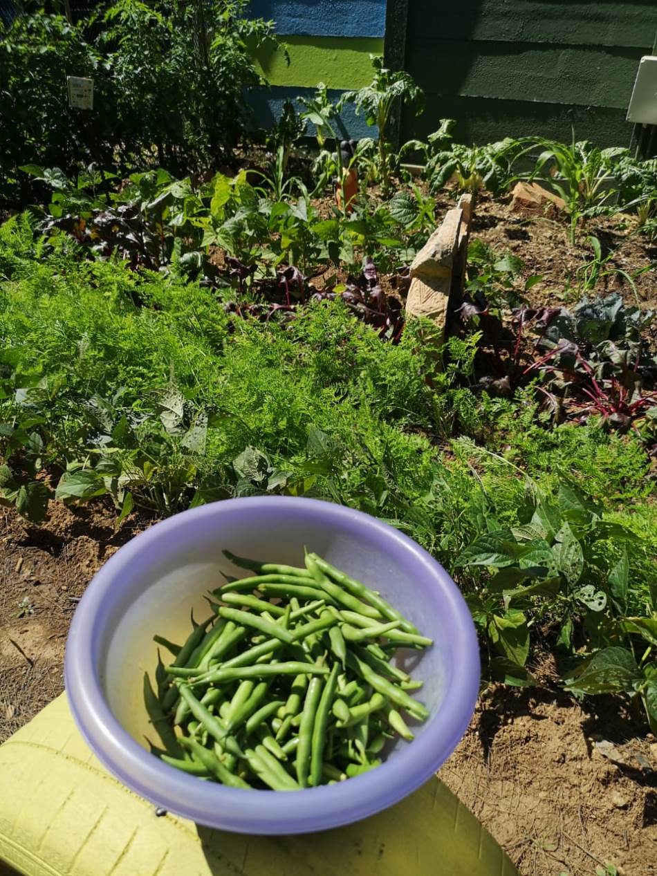 Our Garden (6)