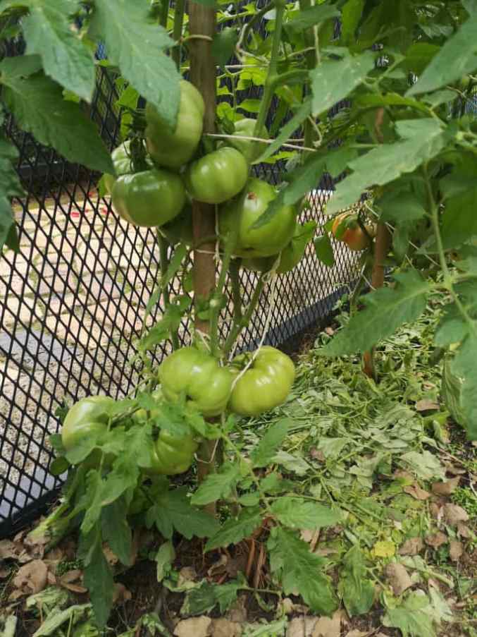 Our Garden (7)